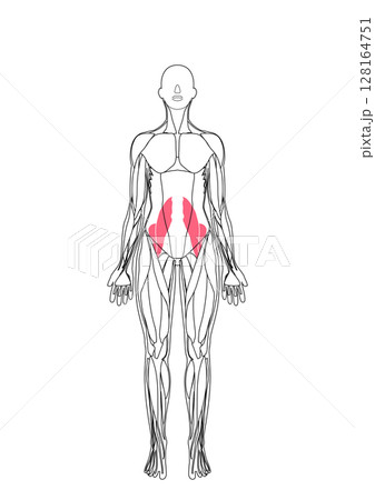 女性の腸腰筋 128164751