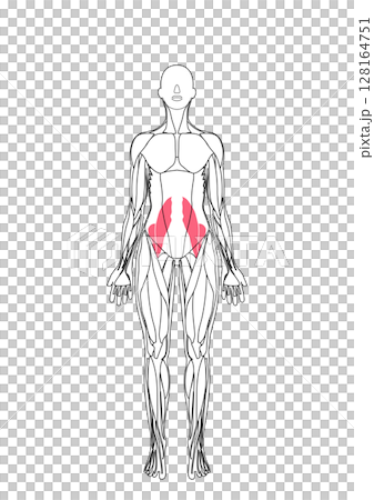 女性の腸腰筋 128164751