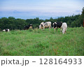 広大な牧場で放牧中の牛 北海道上士幌町 広大な牧場で放牧中の牛 北海道上士幌町 128164933