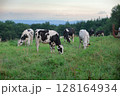 広大な牧場で放牧中の牛 北海道上士幌町 広大な牧場で放牧中の牛 北海道上士幌町 128164934