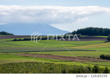 夏の青空と緑の畑作地帯 夏の青空と緑の畑作地帯 128165250
