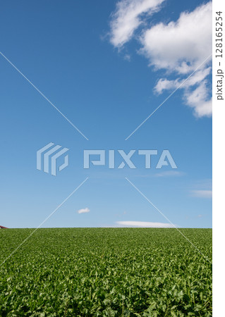 夏の緑の野菜畑と青空 夏の緑の野菜畑と青空 128165254