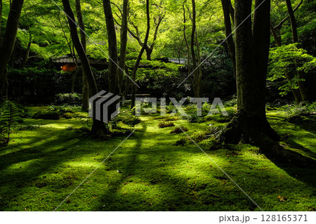 祇王寺 苔庭 祇王寺 苔庭 128165371