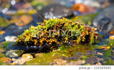Close Up of Vibrant Moss and Algae Growing on Rocks 128165691