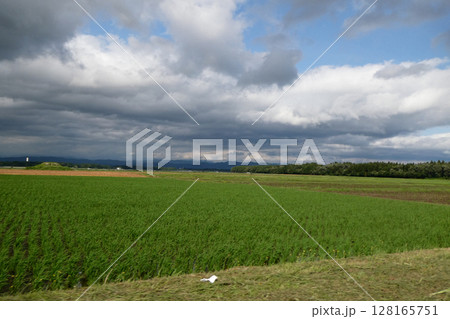宮城県伊豆沼の近郊農家の無農薬の田園風景　水田と麦秋 128165751