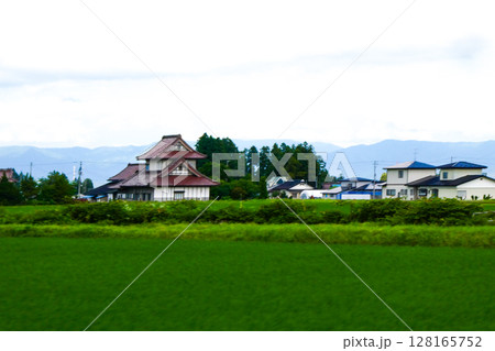 宮城県田んぼの中の立派な赤瓦の農家と屋敷森の針葉樹林 128165752