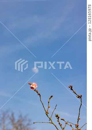 The Beautiful and Graceful Blooming Cherry Blossom Stands Out Majestically Against a Clear Blue Sky 128165978