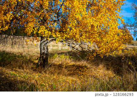 A stunning landscape showcases a solitary tree adorned with bright yellow leaves in the crisp autumn air. The ground is dotted with fallen leaves, creating a colorful tapestry. 128166293