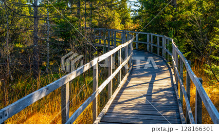 A winding wooden pathway leads visitors through the lush vegetation of Bozi Dar Peat Bog in the Ore Mountains, inviting exploration of the serene natural landscape during a sunny day. 128166301