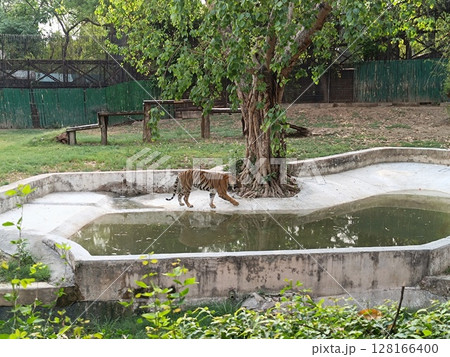 Picture of tiger with selective focus Picture of tiger with selective focus 128166400