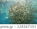 水族館 128167101