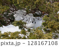 雷鳥 128167108