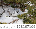 ライチョウ 128167109