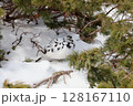 雷鳥 128167110