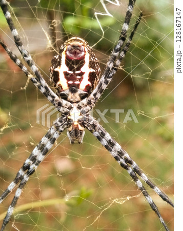 Spider insect with selective focus 128167147