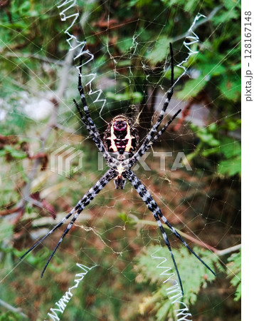Spider insect with selective focus Spider insect with selective focus 128167148