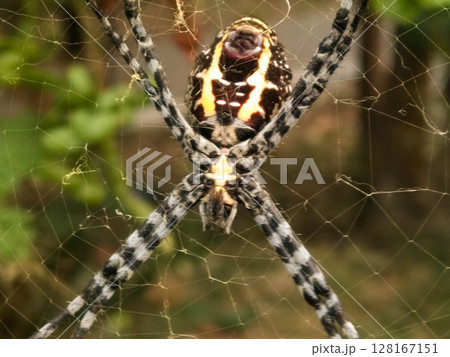 Spider insect with selective focus 128167151