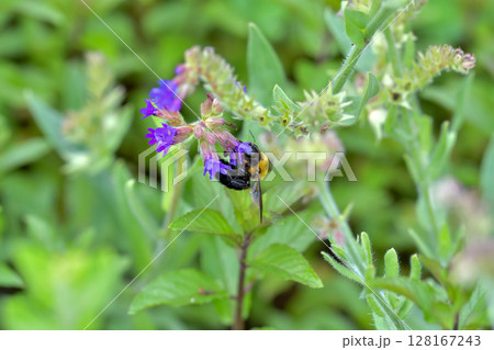 クマバチ 128167243