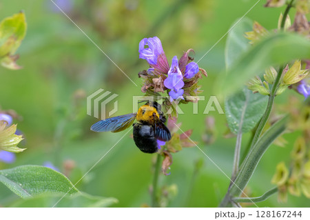 クマバチ 128167244