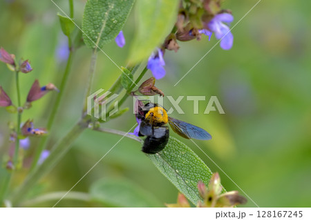 クマバチ 128167245