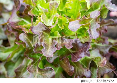 Veggies with green leaves and russet vegetables The leaves have wavy edges. with brief succulent stalks. 128167572