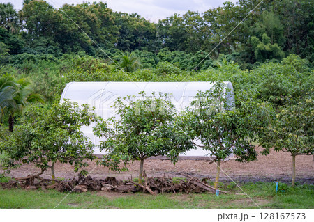 Greenhouse for organic vegetables. The thatched roof will keep out bugs. 128167573