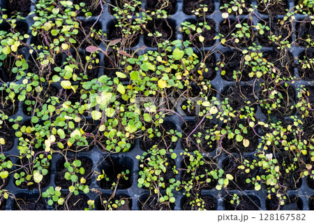 Close up of a sprout planted in the soil for planting. The stems of kale sprouts growing on the soil. Soil for cultivation is a contains nutrients for growth plant. 128167582