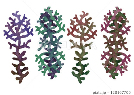 Fire coral, inhabitant of coral reefs. Watercolor illustration of multicolored reticulated fire coral isolated on white background for marine design, snorkeling, diving, book, art, craft, textile. Fire coral, inhabitant of coral reefs. Watercolor illustration of multicolored reticulated fire coral isolated on white background for marine design, snorkeling, diving, book, art, craft, textile. 128167700
