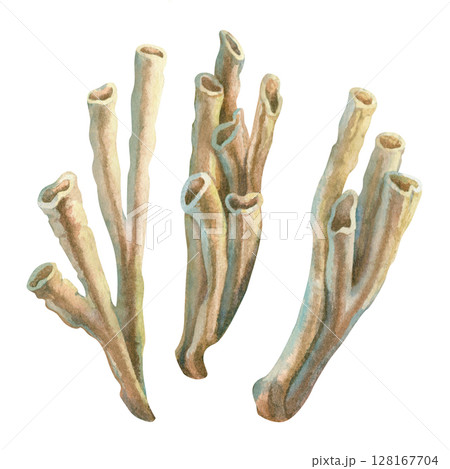 Set of underwater sea siphon sponges on coral reefs. Watercolor illustration of tube sponge in beige tones isolated on white background for marine design, scuba diving, book, art, craft, textile. 128167704