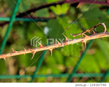 Brightly colored skewers Brightly colored skewers 128167740