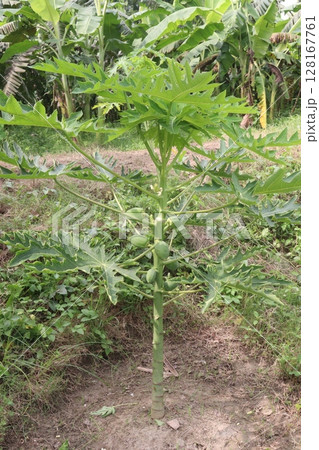 papaya tree in the farm papaya tree in the farm 128167761