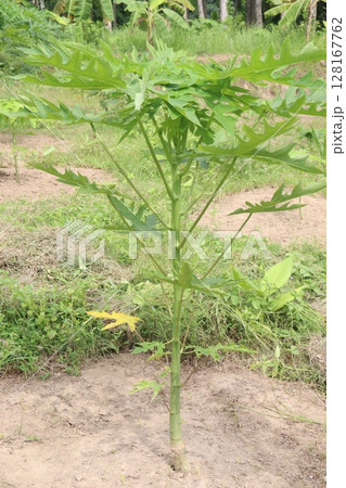 papaya tree in the farm papaya tree in the farm 128167762