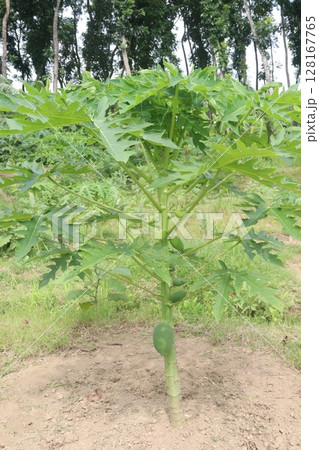 papaya tree in the farm papaya tree in the farm 128167765