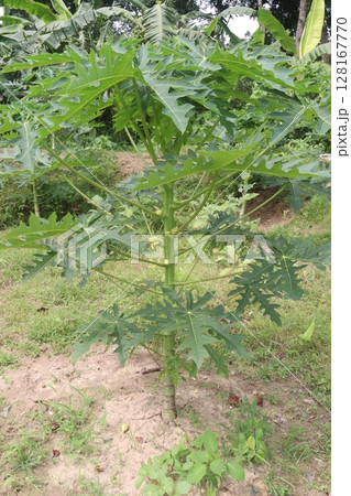 papaya tree in the farm papaya tree in the farm 128167770
