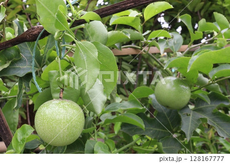 Passion fruit plant on farm for sell 128167777