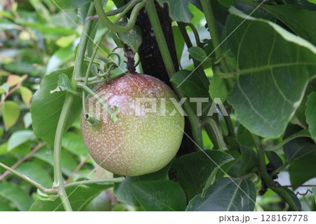 Passion fruit plant on farm for sell 128167778