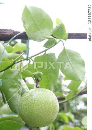 Passion fruit plant on farm for sell 128167780