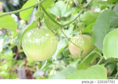 Passion fruit plant on farm for sell 128167781