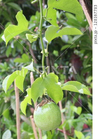 Passion fruit plant on farm for sell 128167783