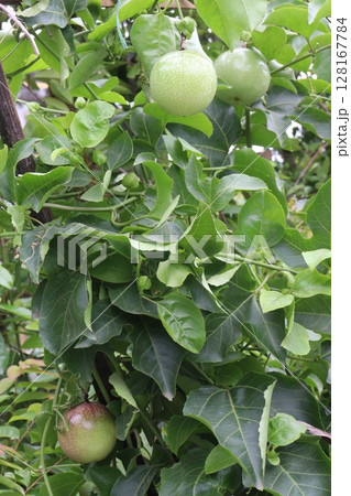 Passion fruit plant on farm for sell 128167784