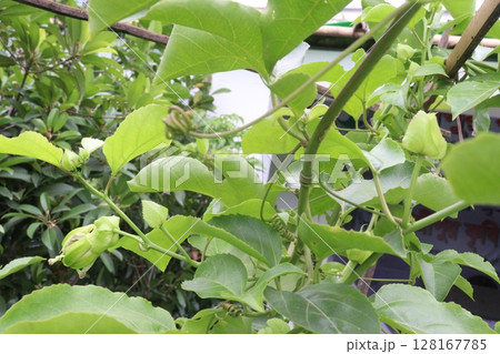 Passion fruit plant on farm for sell 128167785