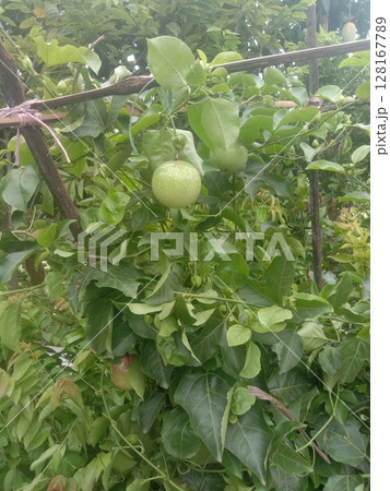 Passion fruit plant on farm for sell 128167789