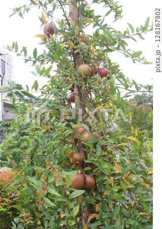Pomegranate on plant in farm for harvest Pomegranate on plant in farm for harvest 128167802