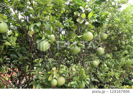 pomelo on tree in farm 128167806