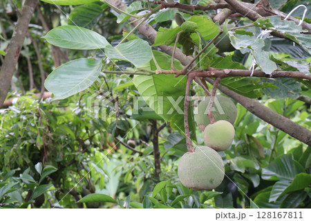 Santol in tree on farm are cash crops 128167811