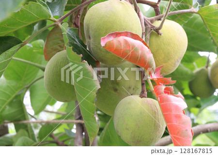Santol in tree on farm are cash crops 128167815