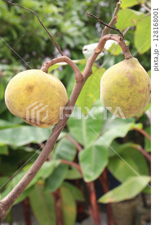 Santol in tree on farm are cash crops Santol in tree on farm are cash crops 128168001