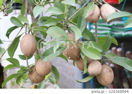 Sapodilla on tree in farm for harvest Sapodilla on tree in farm for harvest 128168004
