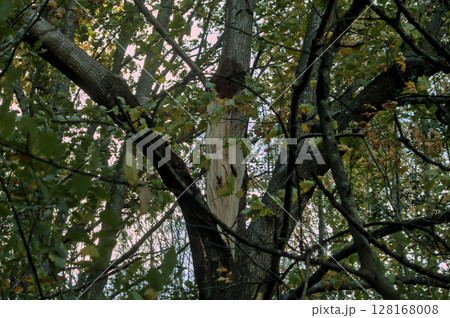 broken tree after a strong storm in nature broken tree after a strong storm in nature 128168008