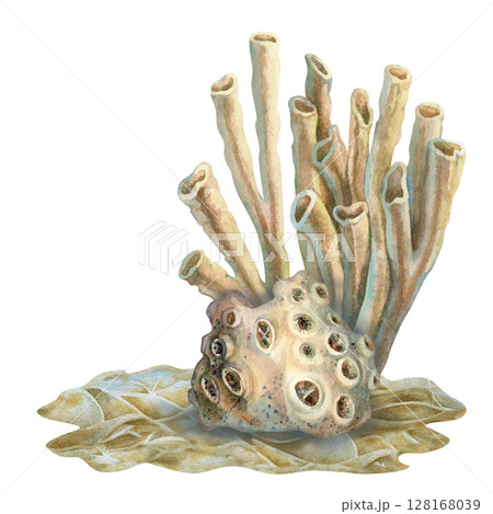 Underwater sea sponges - siphon living on coral reefs. Watercolor illustration of tube sponge in beige tones isolated on white background for marine design, scuba diving, book, art, craft, textile. 128168039